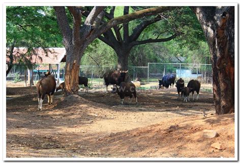 Mysore zoo animals 2