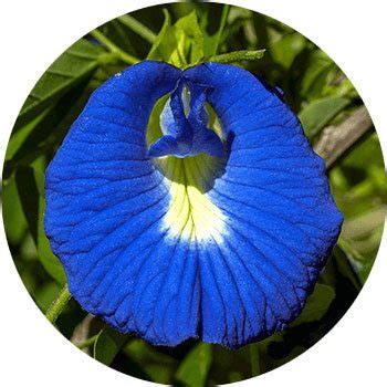 Pictures Of Blue Flowers With Names - Infoupdate.org