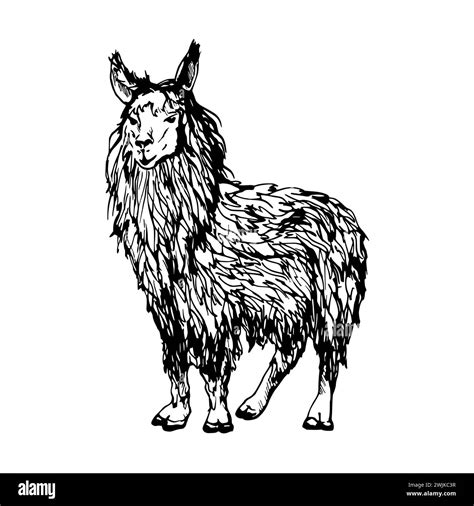 Hand drawn ink vector illustration, farm cattle wool animal, llama alpaca vicuna guanaco, South ...