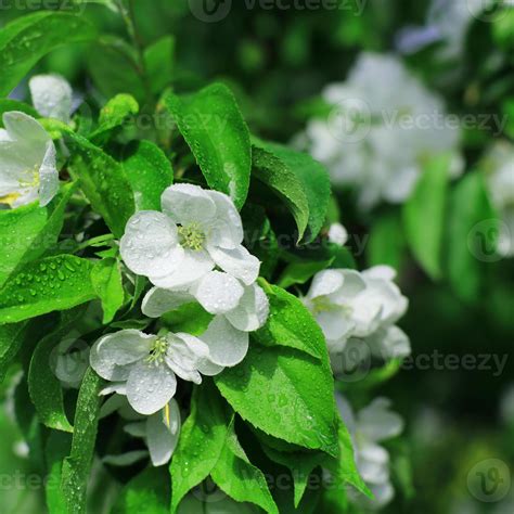 White flowers Apple tree 1321000 Stock Photo at Vecteezy