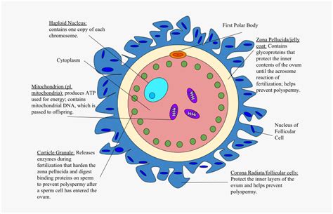 Egg Cell Labeled Diagram