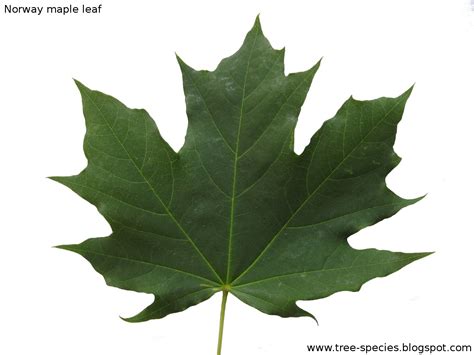 The World´s Tree Species: Norway maple leaf