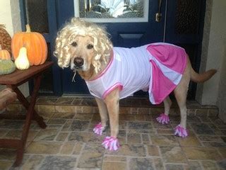 Cheerleader Dog Costume for Halloween | Terms of Use: Please… | Flickr