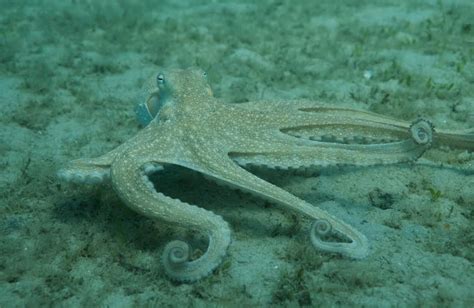 Secrets of Cephalopod Camouflage - Science Friday