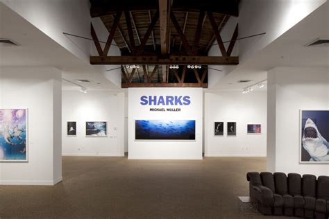 Michael Muller: Sharks | TASCHEN | Artsy