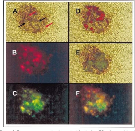 Figure 1 from Analysis of ferrochelatase expression during hematopoietic development of ...