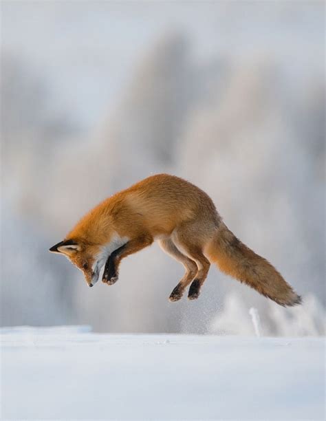 beautiful-wildlife | Fox, Pet fox, Jumping fox