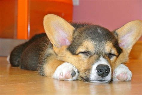 32 Cute sleeping puppies (32 pics) | Amazing Creatures