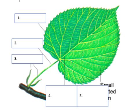 Label The Parts Of A Simple Leaf - Infoupdate.org