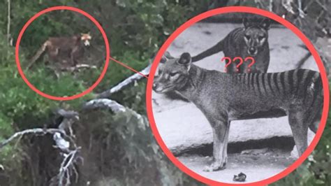 20+ Real Tasmanian Tiger Sightings, Ide Spesial!