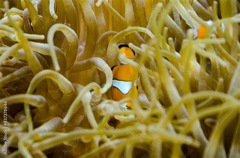 pez payaso nemo pez nemo Stock Photo | Adobe Stock