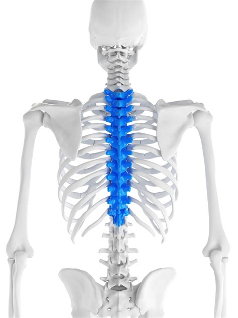 Thoracic spine - mzaercommercial