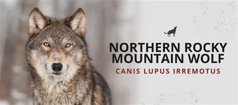 Northern Rocky Mountain Wolf (Canis Lupus Irremotus) | Wolf Stuff