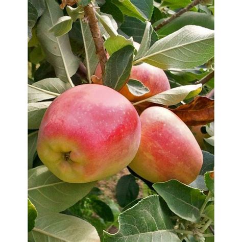 Anna Apple Tree » Store » Tomorrow's Harvest by Burchell Nursery