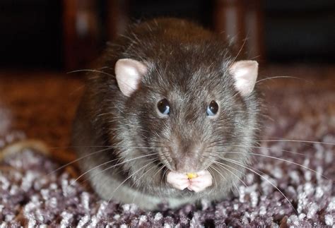 World's first human case of rat disease found in Hong Kong