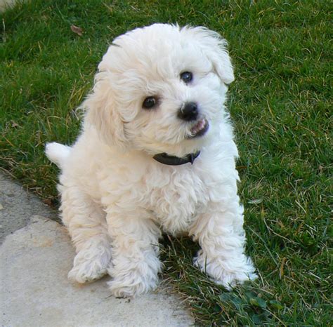 Cute Bichon Frise Puppy in white looking at the camera.PNG