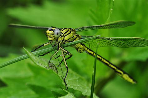 Free photo: Green dragonfly - Bug, Closeup, Firefly - Free Download ...