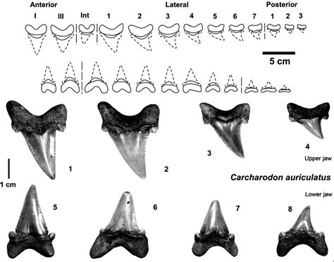 Fossil Teeth Identification Guide