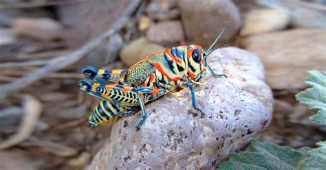 Rainbow Grasshopper Facts: These Beautiful Species Have Colors of the ...