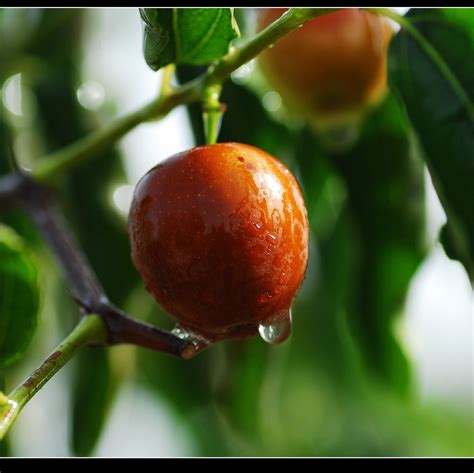 Jujube Liqueur Recipe D.I.Y. - Build The Bottle Liqueurs