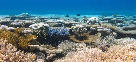 Scientists discover ancient coral reefs in the Galapagos – The Catalyst