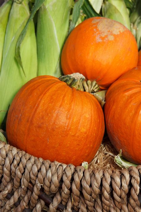 Free Images : fall, orange, produce, vegetable, autumn, pumpkin ...