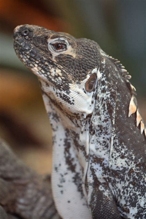 Black-chested Spiny-tailed Iguana | Zwarte leguaan (Ctenosau… | Flickr