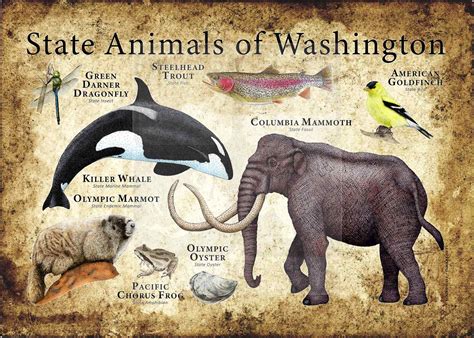 Washington State Animals Poster Print - inkart