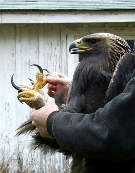 Eagle Talon's claw.. WOW! | Animal spirit guides, Pet birds, Eagles