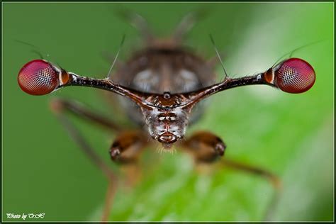 Cool Critters — Stalk-eyed-fly (Diopsidae) Stalk-eyed-flies are...