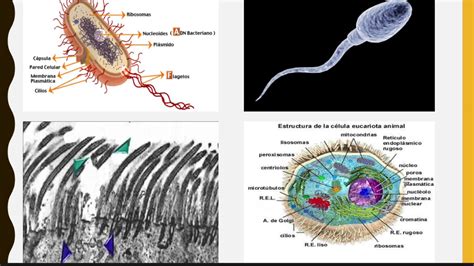 Biologia Cilios E Flagelos Eucariotas Dupiloper Cf | Free Nude Porn Photos