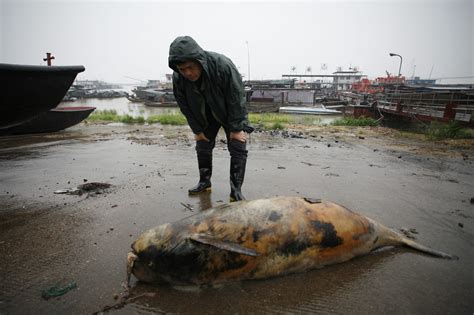 Yangtze finless porpoise population nosedives to 1,000 - WWF-Singapore