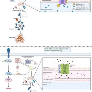 An overview of apoptosis: The mitochondrial-mediated apoptosis can be ...