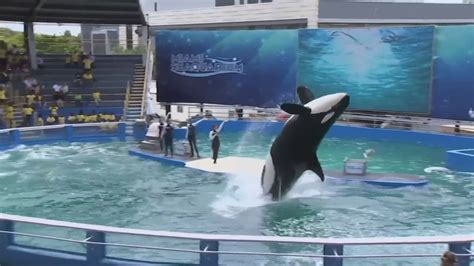 Beloved orca Tokitae dies | wthr.com