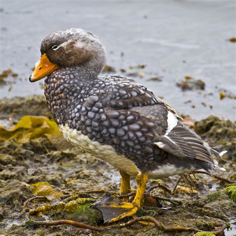 Antarctica & South America: A Day in the Falklands, Falklands Steamer Duck