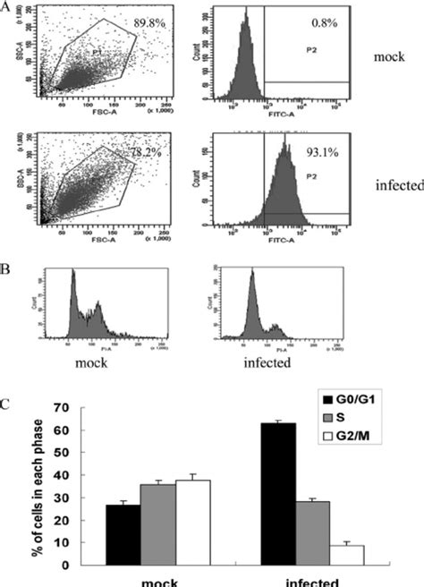 G 0 /G 1 -phase accumulation induced by influenza A virus | Download Scientific Diagram