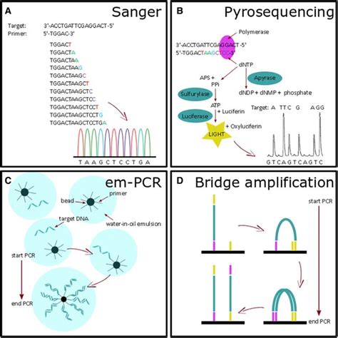 Overview of several DNA sequencing techniques with the principle of (A ...