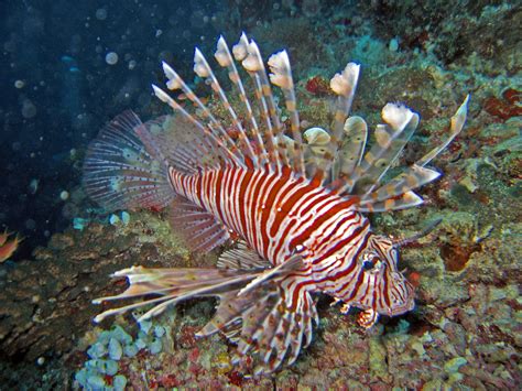 https://flic.kr/p/dR9p2o | Scorpaenidae - Pterois volitans Saltwater ...