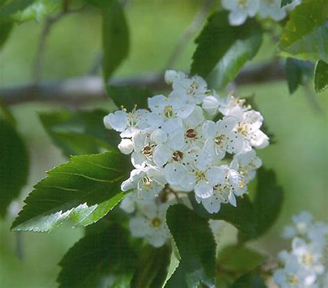 Crataegus viridis 'Winter King' | Landscape Plants | Oregon State ...