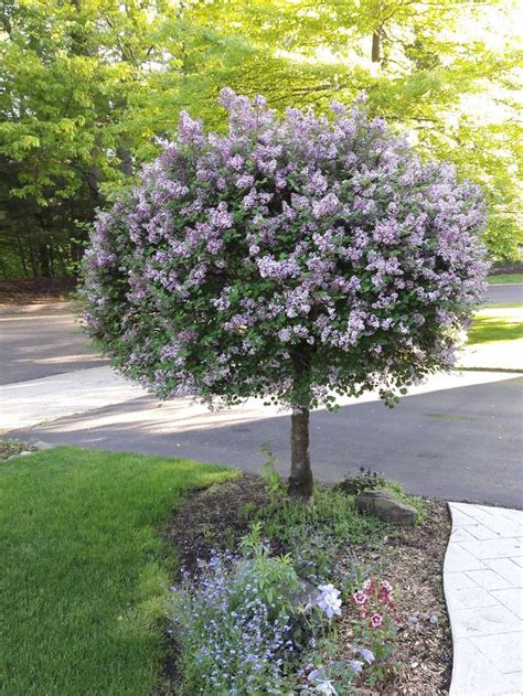 My Korean lilac tree is finally in bloom! #gardening #garden #DIY #home ...