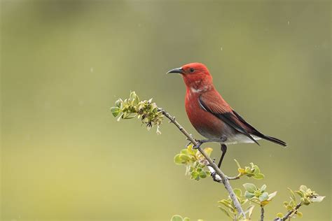 Apapane. | Rare birds, Birds of paradise, Birds