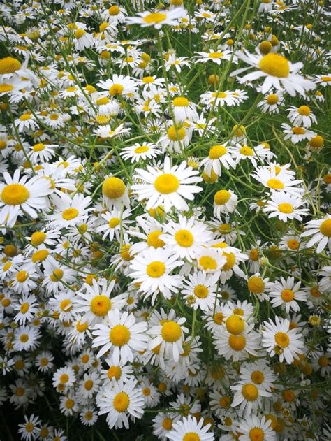 Camomile | Beautiful flowers, Garden design, Plants