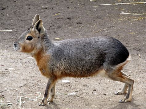 Homestead Wannabes: Boise Zoo