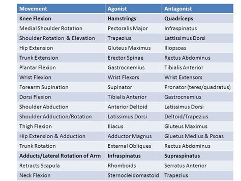 Agoist-antagonist muscle pairs | Physical therapy student, Physical ...