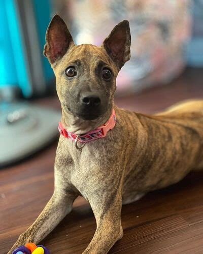 Phu Quoc Ridgeback: the unique local dog in Vietnam