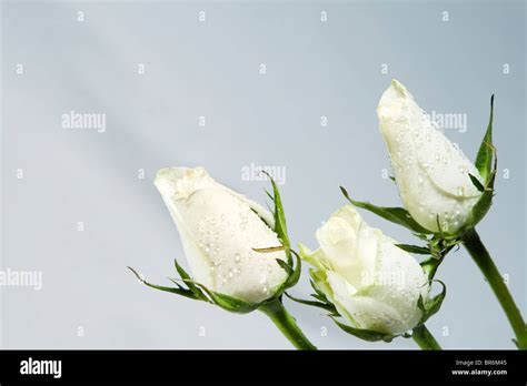 White rose buds Stock Photo - Alamy