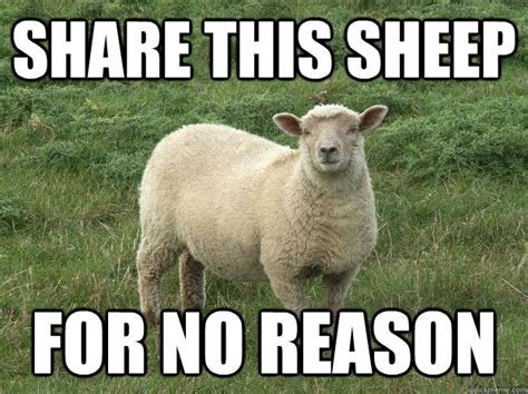 Funny Sheep Memes