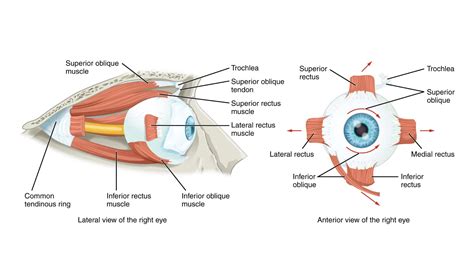 Extraocular Muscle - Optography