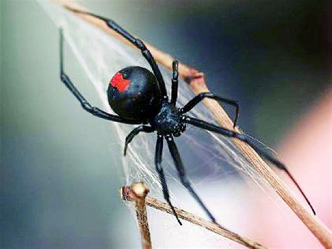 Detecta UNAM nueva especie de araña violinista - Diario La Voz del Sureste