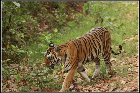 Travel blogs: Wildlife photography Trip to Kanha National Park